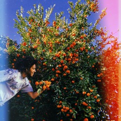 Tangerine Tree