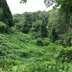 KUDZU