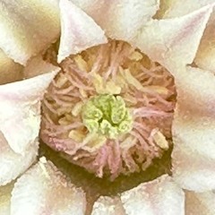 Abstraction Cactus Flower (disquiet0591)