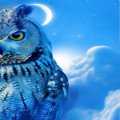 Muse Night Owl