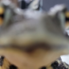 stupid frog