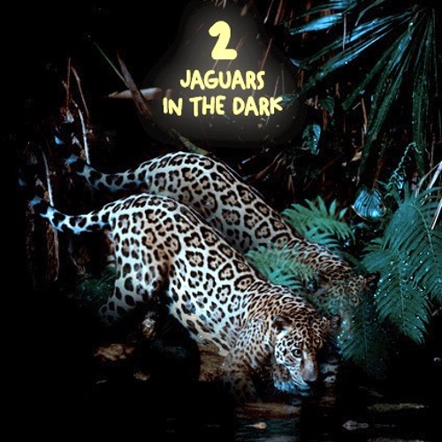 Two Jaguar In The Dark