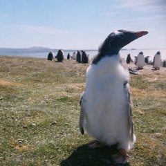 Falkland Islands - Gentoo Penguins #1