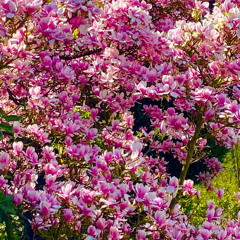 [[MB]F]::C Magnolia Blossom 2025