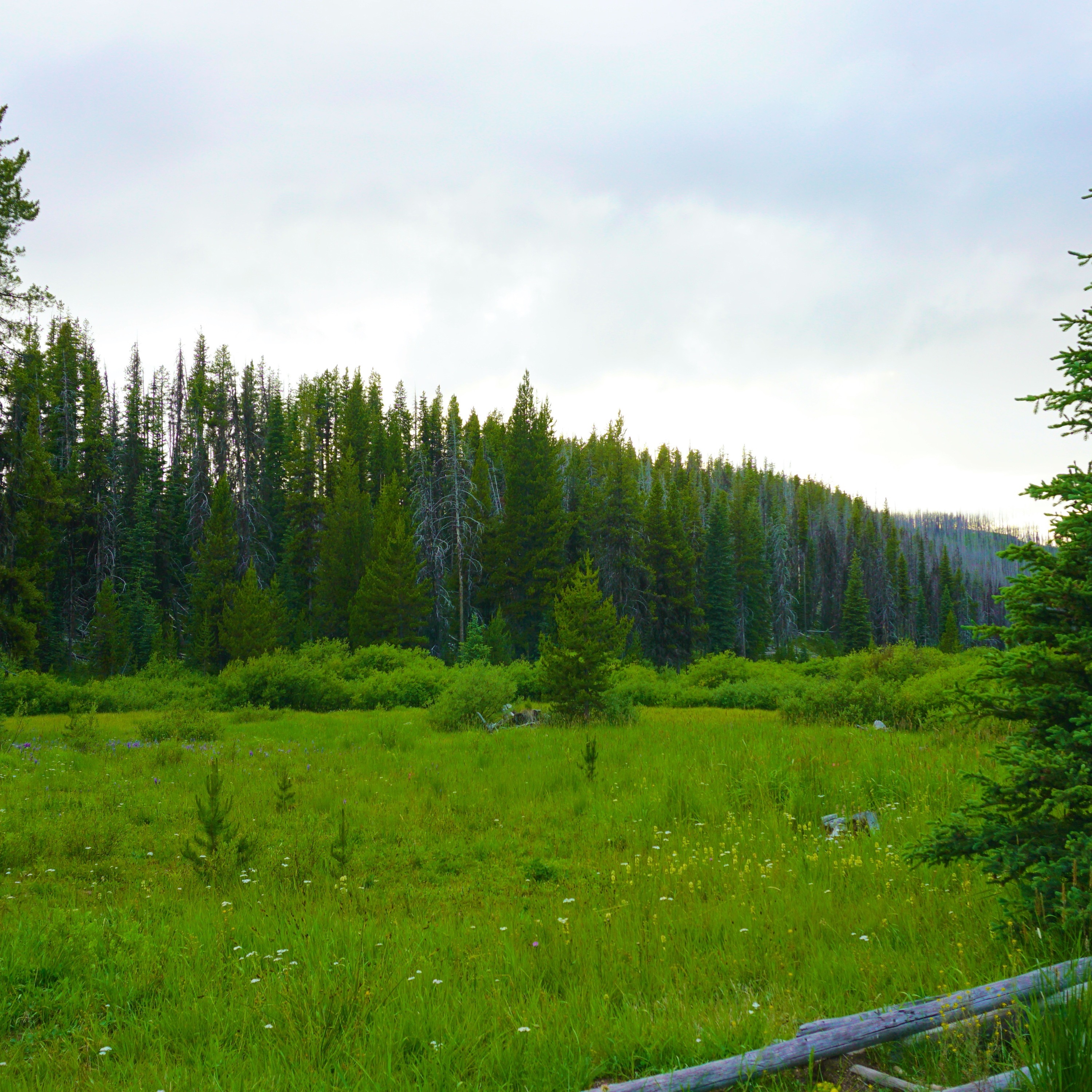 Northwest Soundscapes
