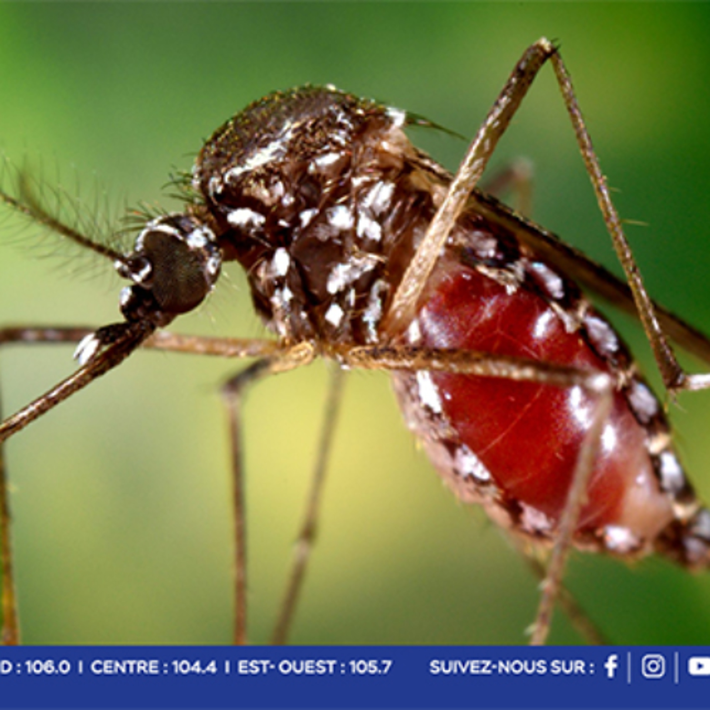 Chikungunya : reprise active de la circulation du virus à La Réunion, vigilance renforcée à Maurice