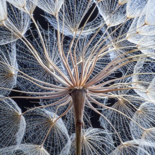 seeds on the solar winds