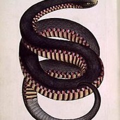 FLUFFY J X T.Y. THE RIGHTEOUS - BLACK WRANGLER