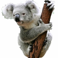 Koala Riddim