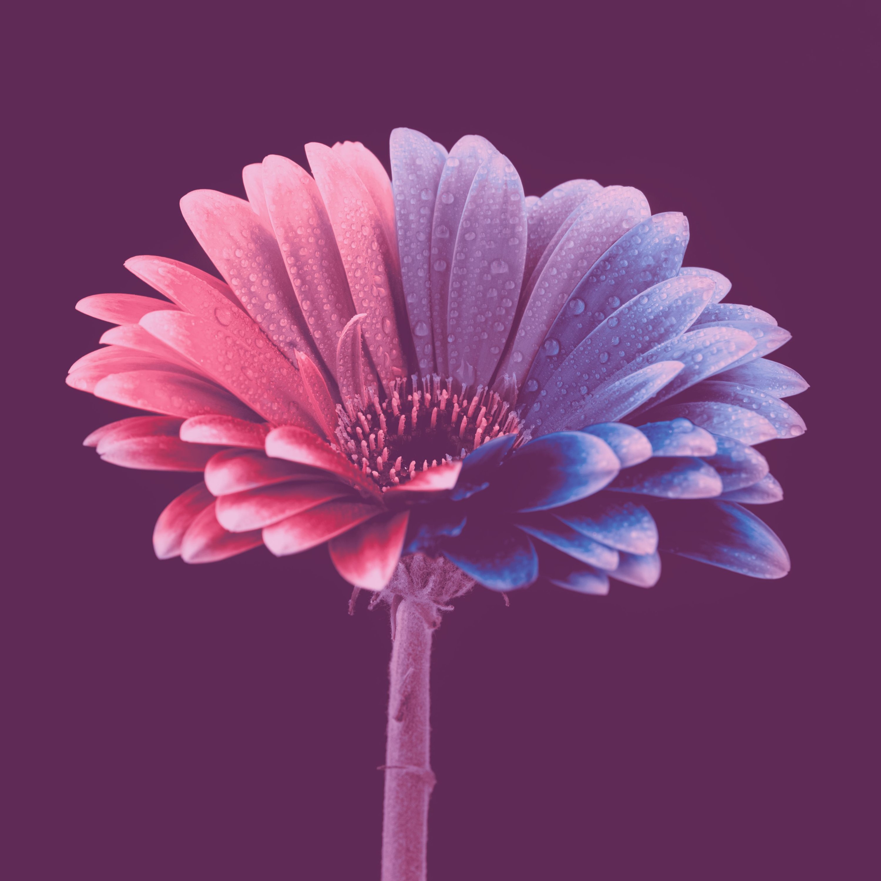 BRM PREMIERE: Maora - Bim Bim (Original Mix) [B Studio Records] episode artwork