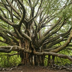 EP #40 Conversations Are Like Trees