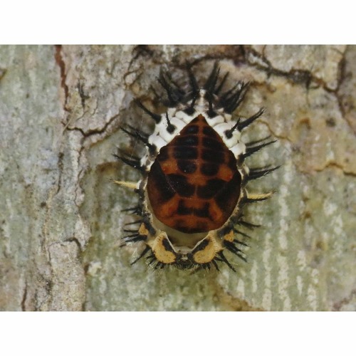 HK_Calm-&-Steady_tracks_189