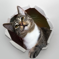 COOGIE (쿠기) - SMASH (Prod. LOHNE) #TATRAS #타트라스 #MICSWGBPM #마이크스웨거비피엠