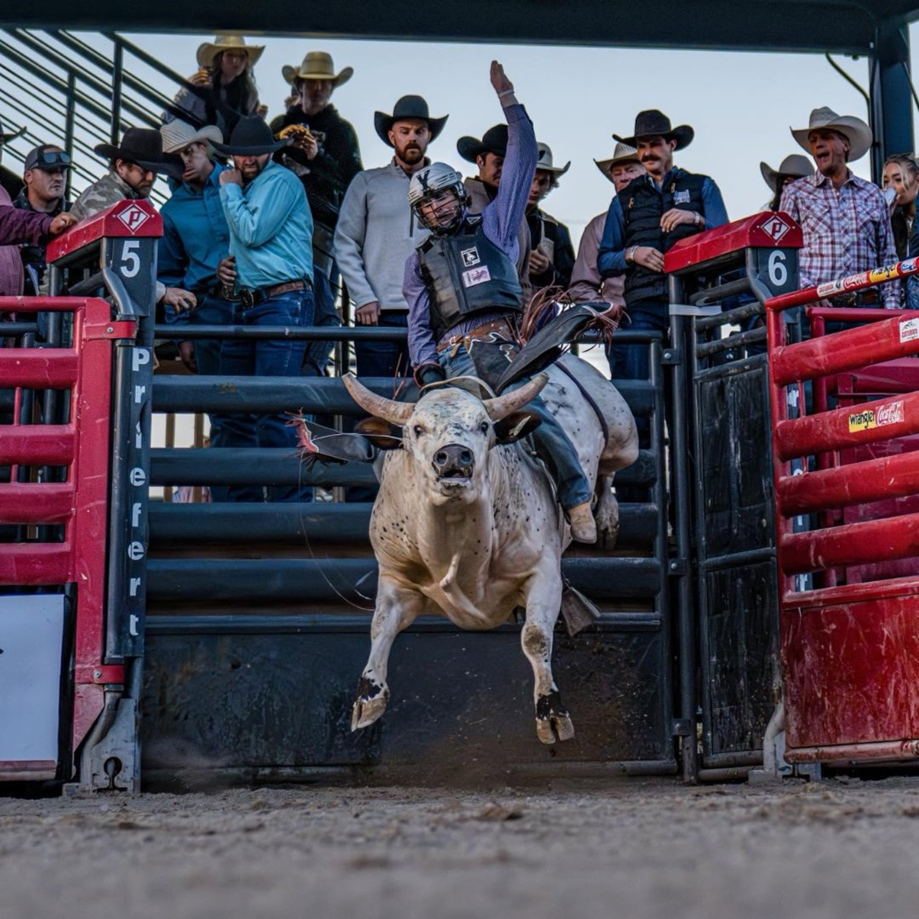 Bull riding comes to Sandy Downs for the Snake River Showdown episode artwork