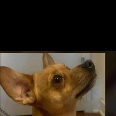 Zodiac_Leo__no_ducks_given.ugly dog Freestlye