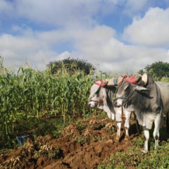 ¿Para ti, qué es la agroecología?