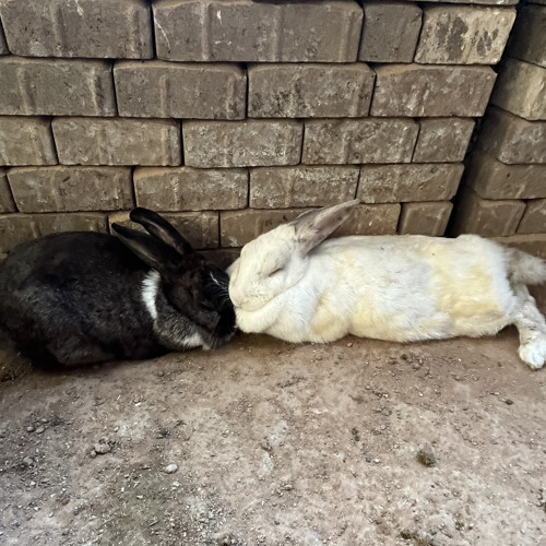 Stream burial etiquette promise by omar Listen online for free on