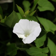 I Loose (Emvoice Keela Demo)