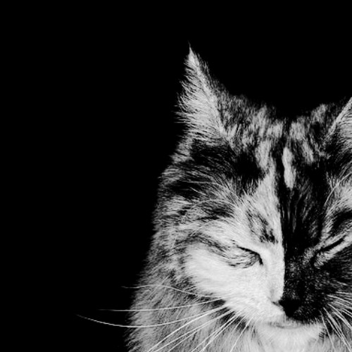 RIOT        𓃠         @astra