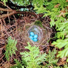 Self Forgiveness Written Meditation