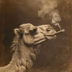 Crack Camel