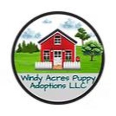 Boston Terrier Breeders Illinois (2)