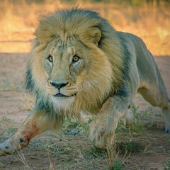 King Alpha - Lion Strong dub plate