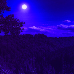 A Glint in the Forest