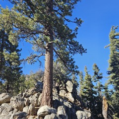 Meet Jeff! (fluted remix)