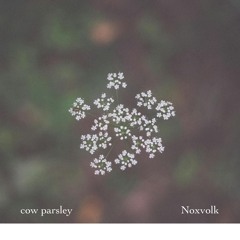 cow parsley