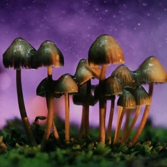 trippy halloween night (live)