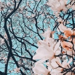 blossom ⸜(｡˃ ᵕ ˂ )⸝