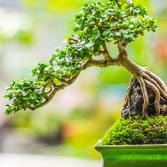 BONSAI DEEP