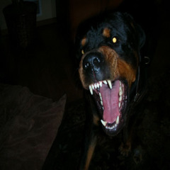 BEWARE OF DAWG