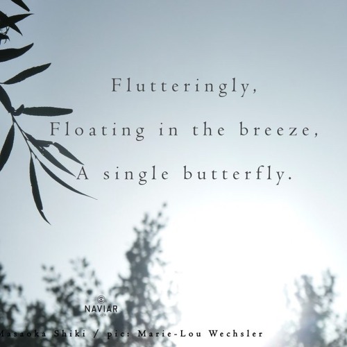 Butterfly (naviarhaiku350)