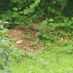 Big Mike - Gun (prod. N/A)