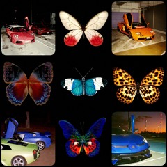 BUTTERFLY DOORS