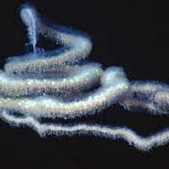 Aske - Loopin remix 1