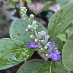 POHINAHINA