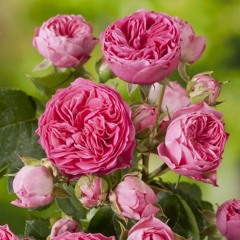 Tausend Rosen feat. d0sys