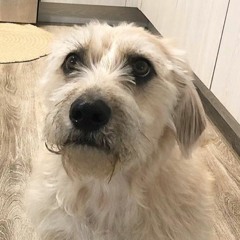 It Was Taller Than the Trees