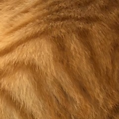 Brewster Super Chop Dragon Stewster