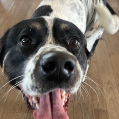 Who Let the Dogs Out x Nokia