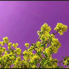 Dear Evergreen - Temporary (Gelvie Remix)