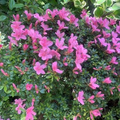 Music? w/ New York 210524