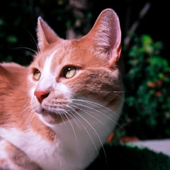 D2A2 x Who's Your Lover? (Edit)