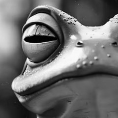 Down to the Frogs   (Acidcore)