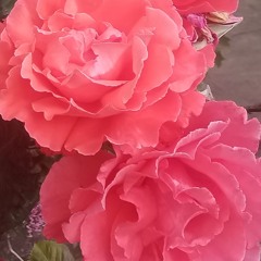 turn a new page (1st draft) uke acoustic - Ayeisha original