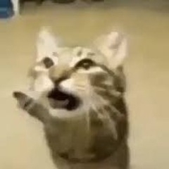 bossanova cat
