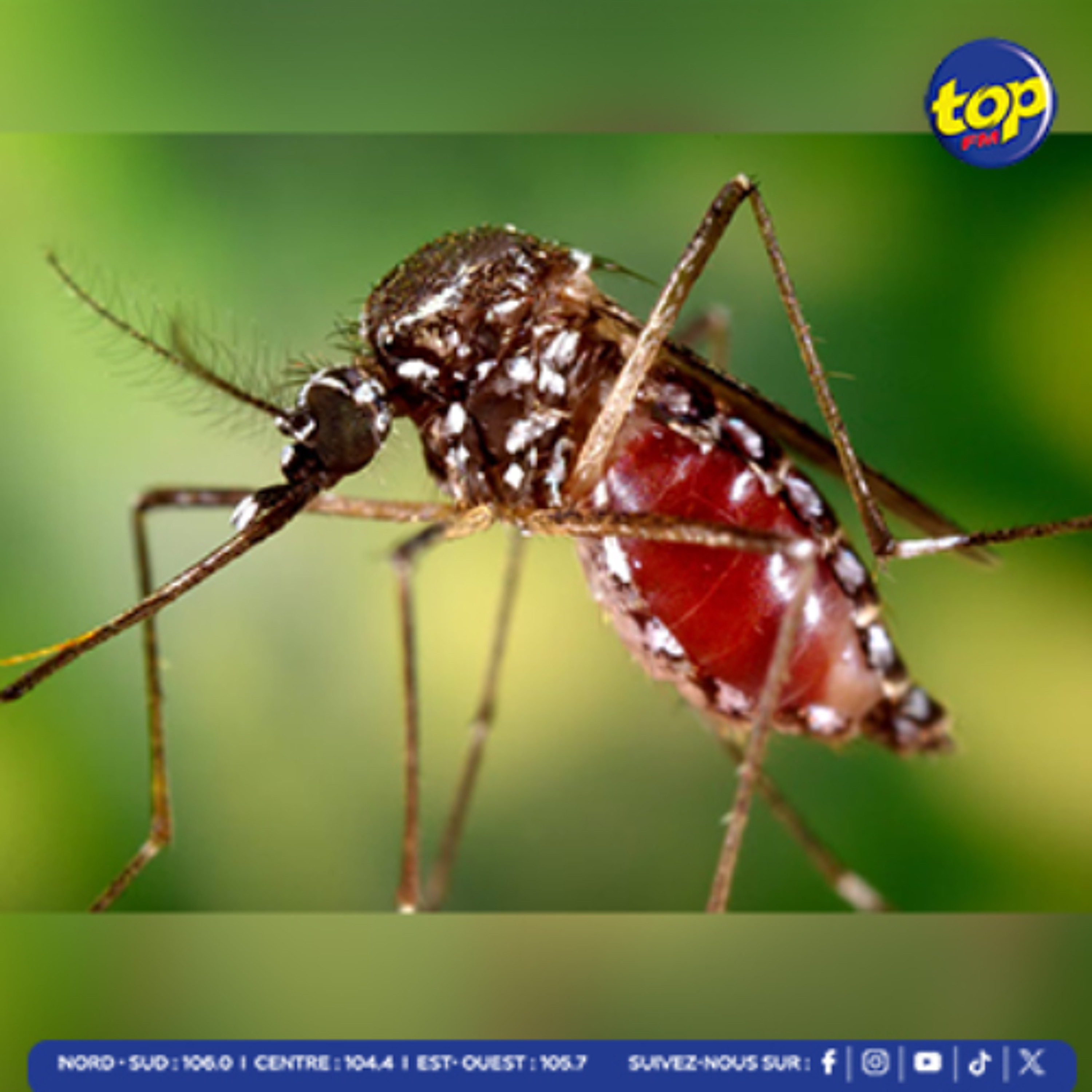 Premier cas local du Chikungunya